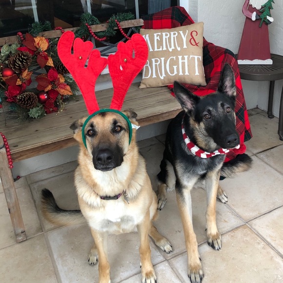 Meet your Posher, Cali - Picture 4 of 6